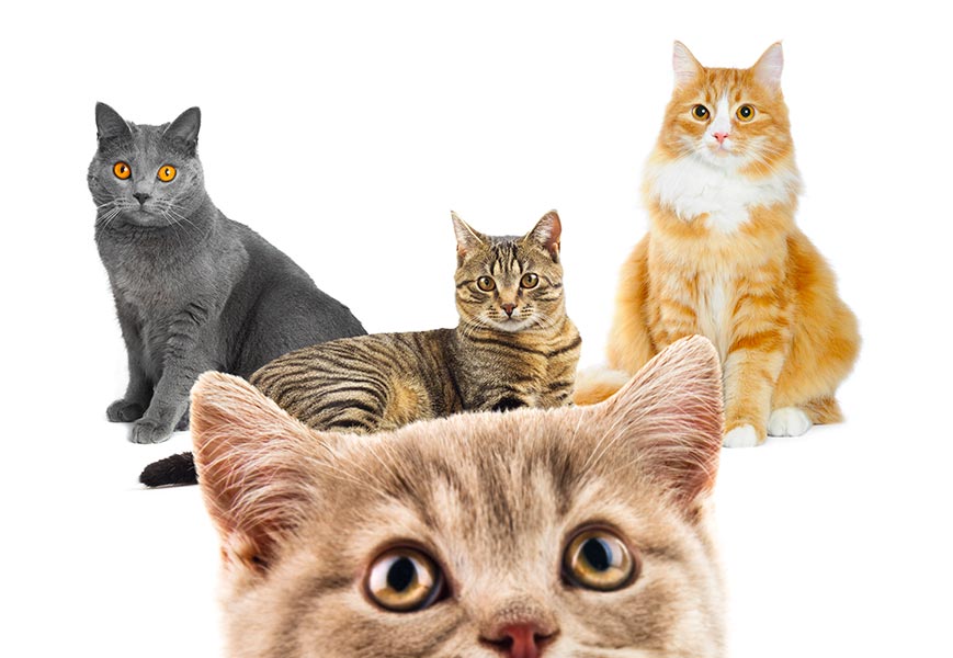 UnicaClasse - The only food for the whole life of your cat