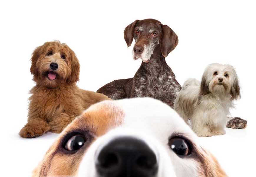 UnicaClasse - Unique Food for Your Dog's Lifetime